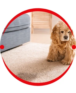 Pet Urine Treatment